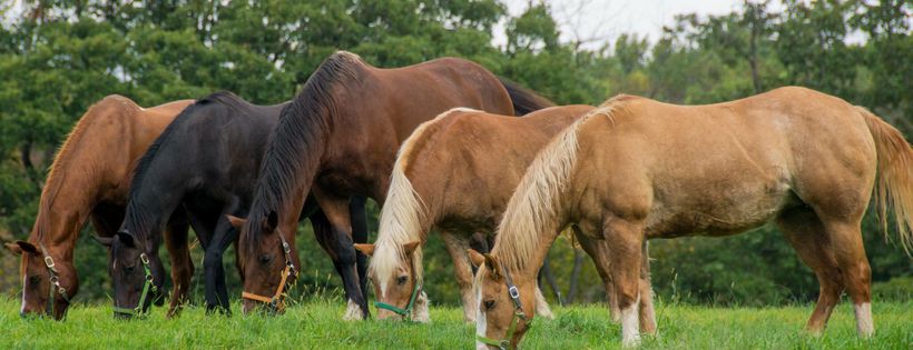 Ryerss Farm For Aged Equines