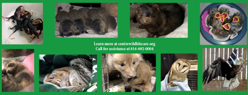 Centre Wildlife Care