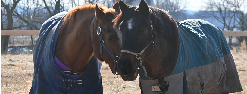 HOME Away From Home Equine Care
