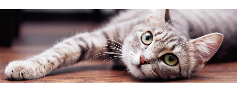 Texas CARES Cat Adoption And Rescue