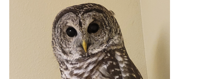 Firefly's Wildlife Rescue