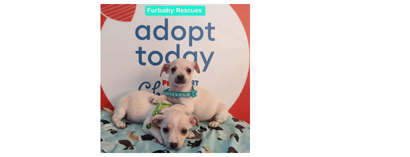 FurBaby Rescues