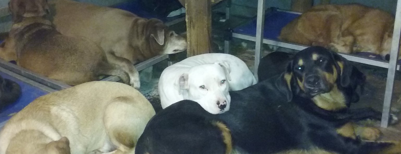 Alabama Angels Dog Rescue