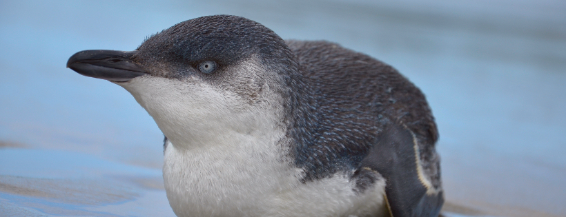 Kaikoura Wildlife Centre Trust