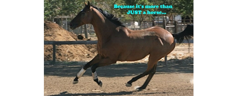 Seahorse Ranch Rescue