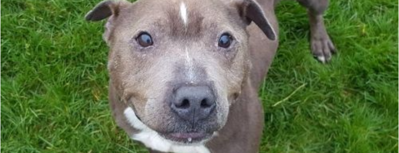 RSPCA Hull and East Riding Branch