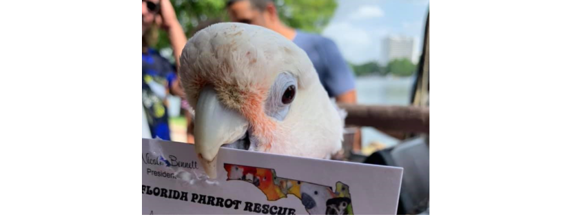 Florida Parrot Rescue