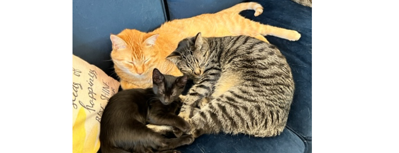 Sam Coffey Animal Rescue Friends