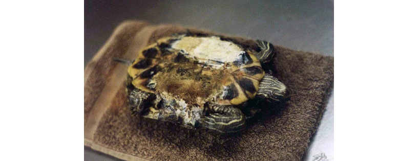 North Shore Turtle, Reptile & Amphibian Rescue Auckland