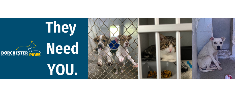 Dorchester Paws