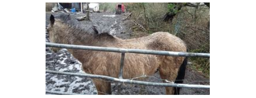 Communities For Horses
