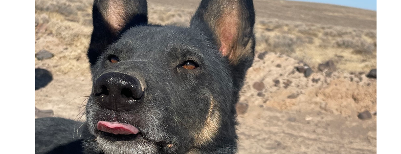 High Sierra Lifeline k9 Rescue