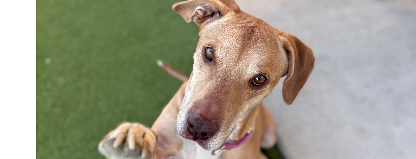 Last chance dog rescue and rehabilitation