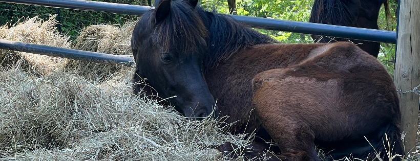 Bunn Hollow Farm Animal Rescue