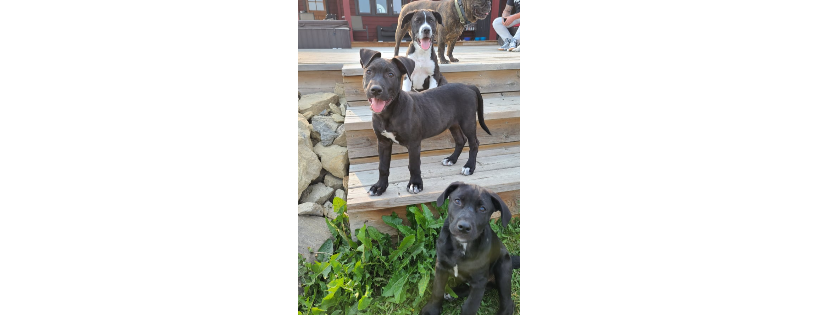 Pups with soul rescue foundation