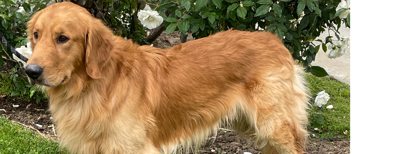Fetchin’ Retrievers Rescue