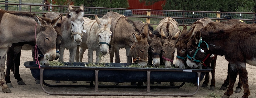 Burro Base Camp Inc
