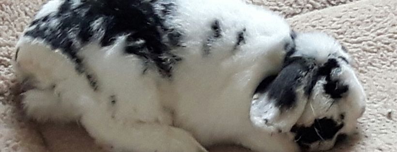 Special Needs Older Rabbits Sanctuary (SNORS)