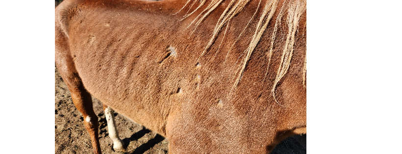 Dark B4 Dawn Equine Rehab and Rehoming