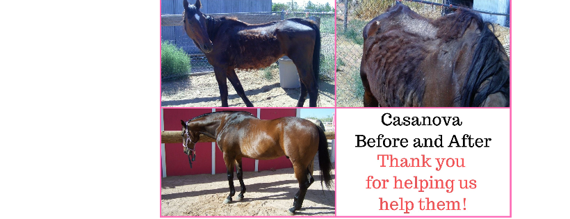 Perfect Harmony Animal Rescue and Sanctuary