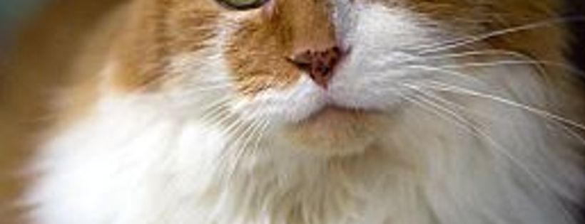 Paws for Life Rescue