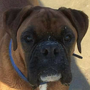 Cornwall and South Devon Boxer rescue