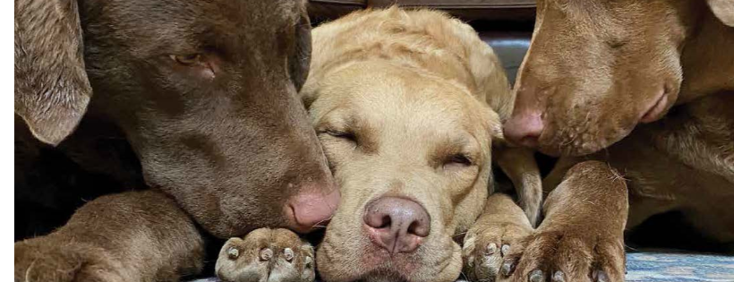 Chesapeake Bay Retriever Relief & Rescue
