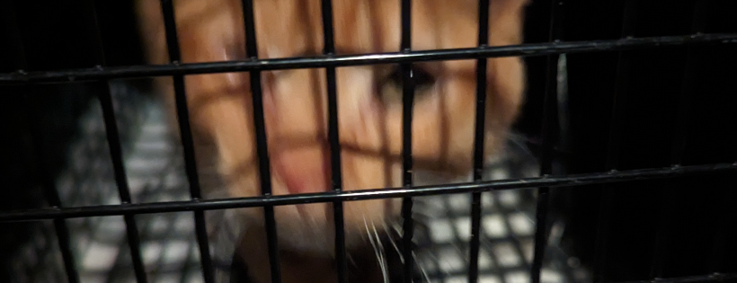 Community Cat Support Network