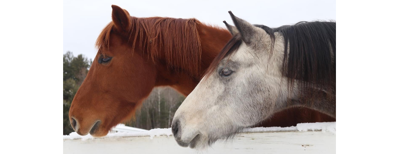 The Dorset Equine Rescue Inc.