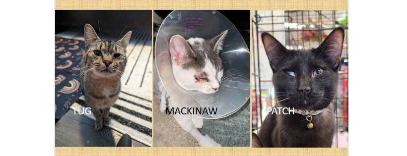 PAAW Pet Adoption Alternative of Warren