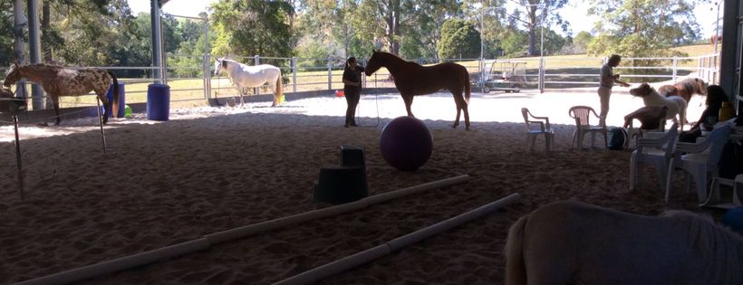 LEARN from Horses