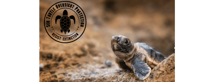 Sea Turtle Oversight Protection