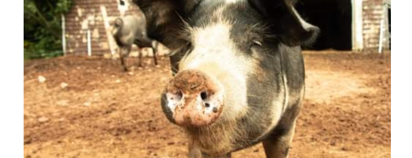 Valleyfield Farm Sanctuary