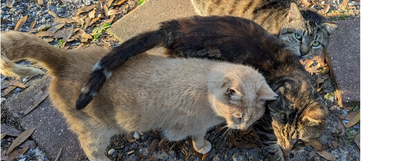 Christys Kitties Rescue and Sanctuary Inc