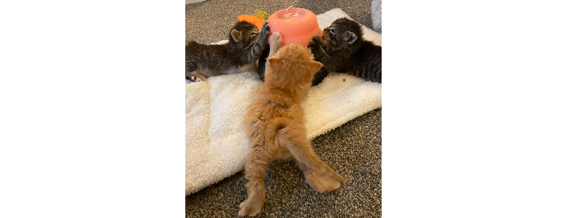 Kitten Kam Rescue