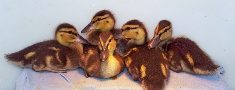 Wildlife Rescue Association of British Columbia