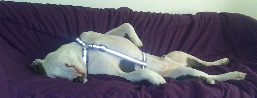 Grant's House of Pits @G.O.I.N.G. Ranch