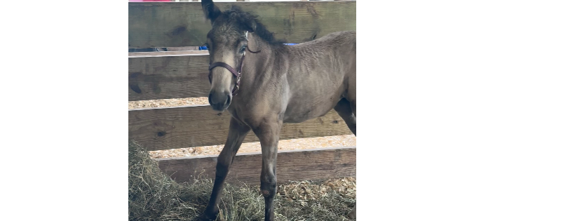 SKC Hands Up Rescue Flagler, Inc