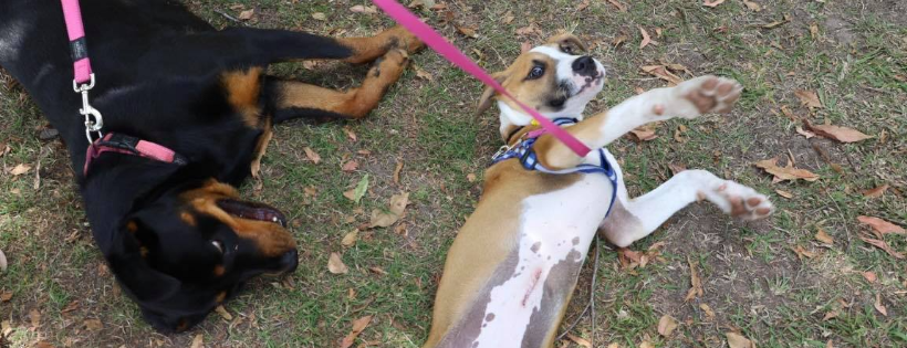 Rescues4Pets Inc