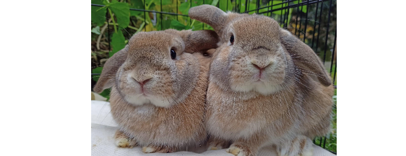 The Bluey and Alice Bunny Refuge Inc
