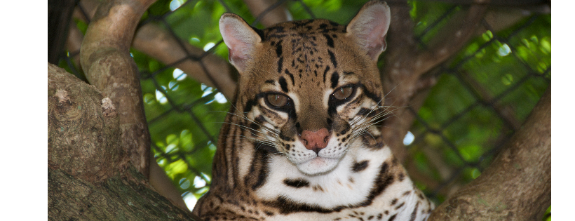 Panther Ridge Conservation Center