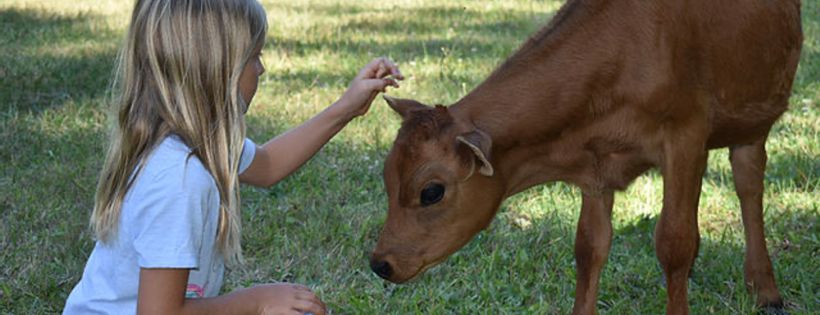 Divine Bovine Farm Sanctuary