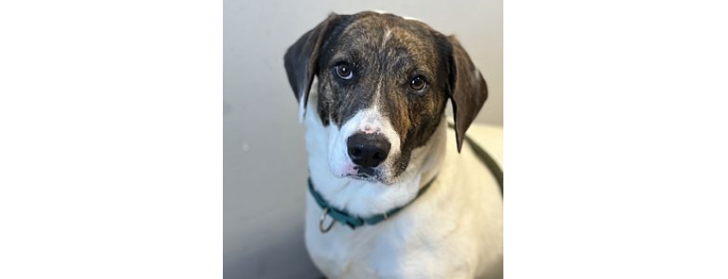 One Step Closer Animal Rescue (OSCAR)