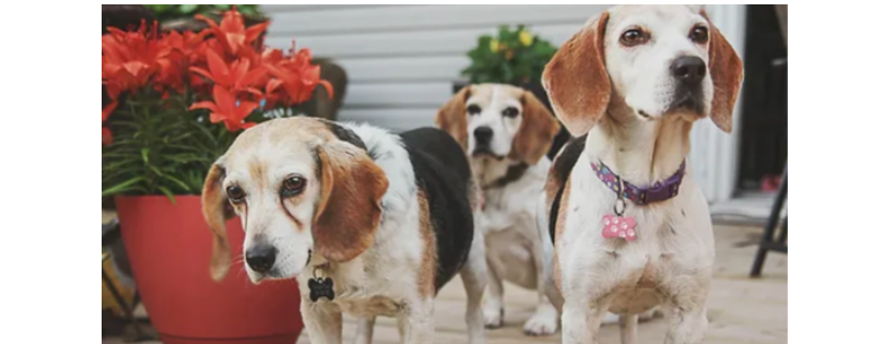 Beagle Paws Rescue