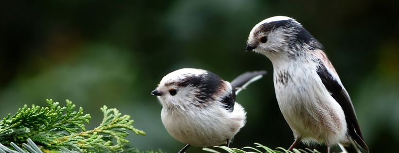 Songbird Survival
