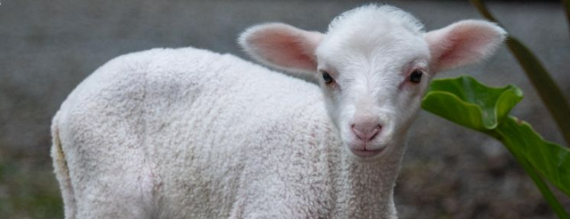 Lamb Care Australia Inc
