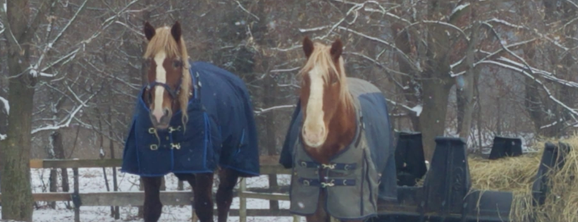 Hoof and Heart of Southern Michigan
