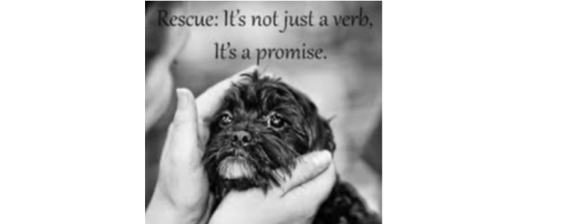 Healing Paws Rescue