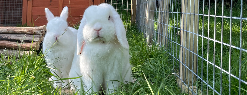 The Hoppy Acre Animal Sanctuary