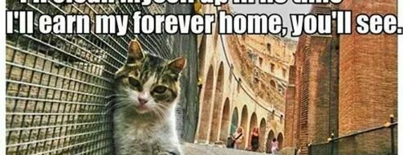 Anita's Angels Cat Rescue